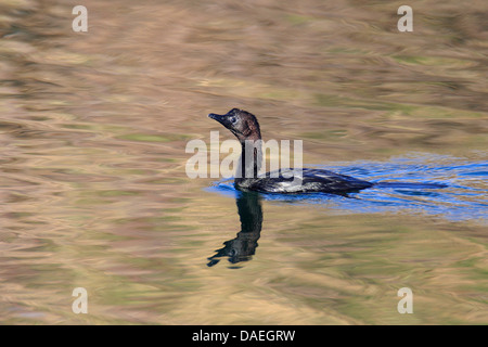 Cormoran pygmée (Phalacrocorax pygmeus), natation cormorant, Turquie, Rive Euphrat ,, Birecik Banque D'Images