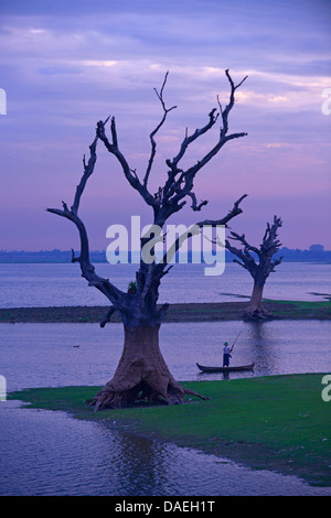 De vieux arbres au bord du lac Taungthaman à Amarapura près du pont U Bein, Birmanie, Mandalay Banque D'Images