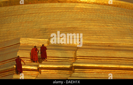 Le géant d'escalade des moines de la pagode Shwedagon, le plus important bâtiment sacré et centre religieux du pays, la Birmanie, Yangon Banque D'Images