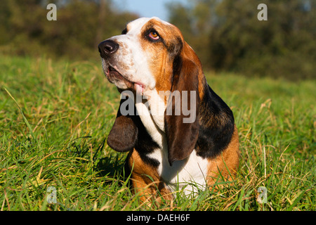Basset Hound (Canis lupus f. familiaris), homme chien couché dans un pré, Allemagne Banque D'Images