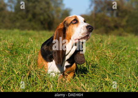 Basset Hound (Canis lupus f. familiaris), homme chien couché dans un pré, Allemagne Banque D'Images