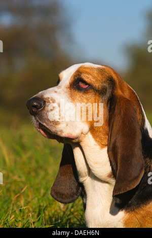 Basset Hound (Canis lupus f. familiaris), homme chien dans un pré, Allemagne Banque D'Images