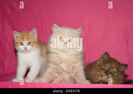 Chat domestique, le chat domestique (Felis silvestris catus). f, trois semaines, 9 chatons British Shorthair et British Longhair Banque D'Images