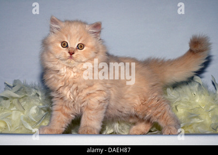 British Longhair, Highlander, Lowlander (Felis silvestris catus) f., neuf semaines tomcat Banque D'Images