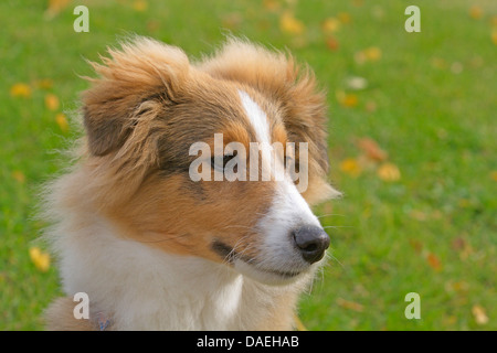 Shetland Sheepdog (Canis lupus f. familiaris), chiot dans un pré, portrait Banque D'Images