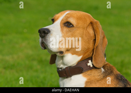 Beagle (Canis lupus f. familiaris), portrait d'un enfant de cinq ans mâle Banque D'Images