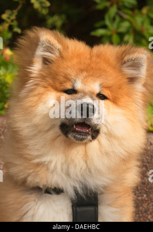 Akita Inu (Canis lupus f. familiaris), portrait d'un chiot âgé de 4 mois Banque D'Images