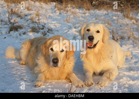 Golden Retriever (Canis lupus f. familiaris), deux Golden Retrievers couché dans la neige, Allemagne Banque D'Images