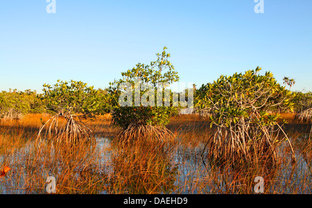 Mangrove rouge (Rhizophora mangle), les mangroves dans le sawgrass-prairie, États-Unis d'Amérique, Floride, le Parc National des Everglades Banque D'Images