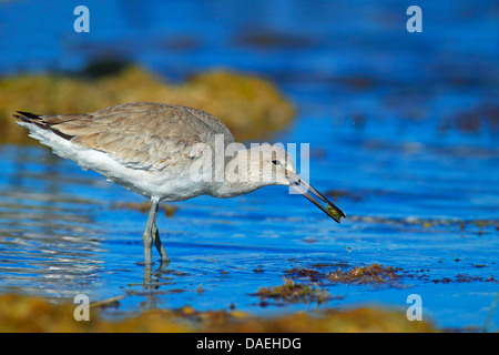 Le chevalier semipalmé (Catoptrophorus semipalmatus), l'alimentation d'un crabe, USA, Floride, Lower Keys Banque D'Images