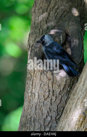 Choucas (Corvus monedula), adulte à son trou de nidification, Allemagne, Rhénanie du Nord-Westphalie Banque D'Images