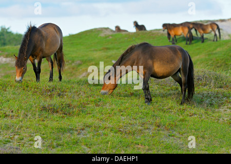 Poney Exmoor (Equus przewalskii f. caballus), le pâturage troupeau de chevaux dans la zone de conservation, Bollekamer Duenen, Texel, Pays-Bas von Texel Nationalpark Banque D'Images