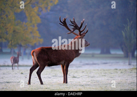 Red Deer (Cervus elaphus) stag, à l'orniérage de temps dans l'aube, Allemagne Banque D'Images