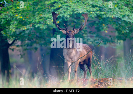 Red Deer (Cervus elaphus), mâle adulte, à l'orniérage de temps dans l'aube, Allemagne Banque D'Images