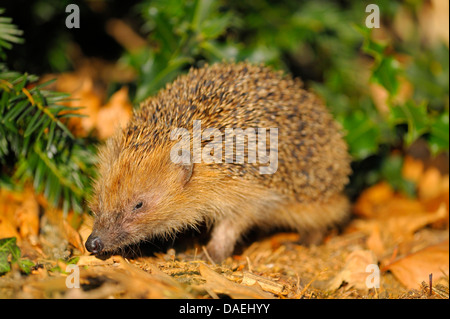 Hérisson hérisson d'Europe de l'Ouest, (Erinaceus europaeus), la recherche de nourriture, hérisson, Allemagne Rhénanie du Nord-Westphalie Banque D'Images