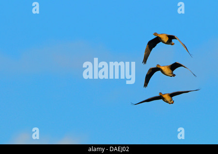 Bean Goose, Taiga Bean goose (Anser fabalis), flying group, Allemagne, Rhénanie du Nord-Westphalie Banque D'Images