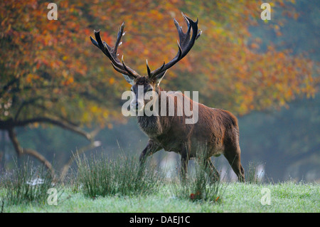 Red Deer (Cervus elaphus), mâle adulte, à l'orniérage de temps dans l'aube, Allemagne Banque D'Images