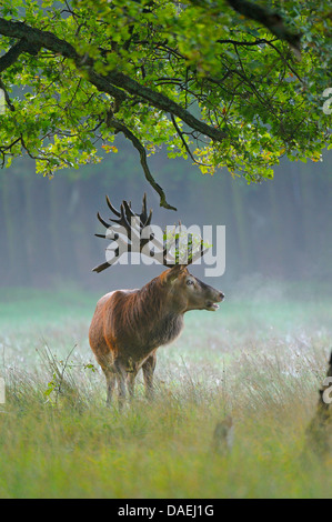 Red Deer (Cervus elaphus) stag, à l'orniérage de temps dans l'aube, Allemagne Banque D'Images