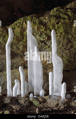 Les stalagmites de glace dans une grotte, l'Allemagne, Bade-Wurtemberg, Ostalb Banque D'Images