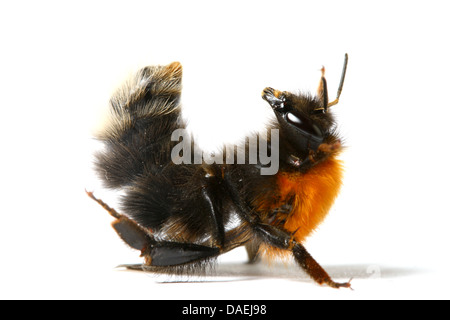 Bumble bee aérobie danse isolé sur fond blanc Banque D'Images