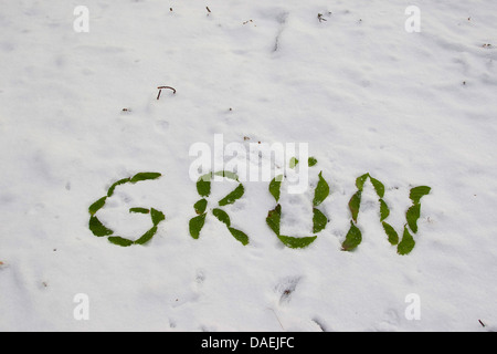 L'écriture 'Gruen - vert" formés de feuilles dans la neige , Allemagne Banque D'Images