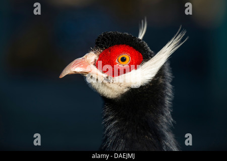 Blue-eared pheasant (Crossoptilon auritum), de profil Banque D'Images