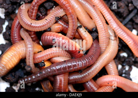 Ver de terre commun, ver de terre, ver de lob, rosée worm, Ver squirreltail twachel, (Lumbricus terrestris), en grand nombre sur le sol sol ramassées Banque D'Images