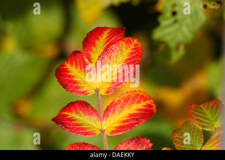 Rugosa rose, rose (Rosa rugosa japonais), feuille d'automne, Allemagne Banque D'Images