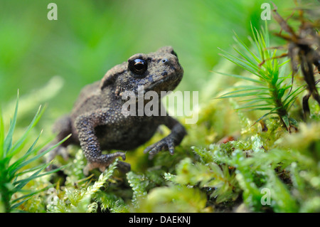 European crapaud commun (Bufo bufo), juvénile assis sur la mousse, Allemagne Banque D'Images