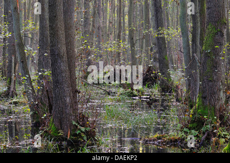 Pin noir d'Europe, l'aulne (Alnus glutinosa), la forêt marécageuse à l'automne, en Allemagne, en Bavière, Bade-Wurtemberg Lagoon Salon National Park Banque D'Images