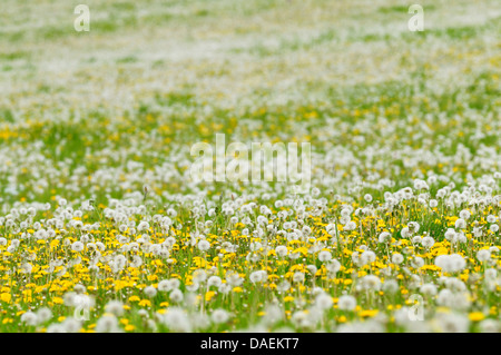 Le pissenlit officinal (Taraxacum officinale), prairie pleine de fleurs de pissenlit et têtes de graine, Allemagne Banque D'Images