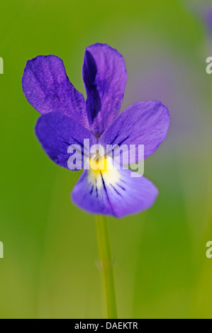 Le zinc bleu violette (Viola) guestphalica, fleurs simples, westphalienne endemit, Allemagne, Rhénanie du Nord-Westphalie Banque D'Images