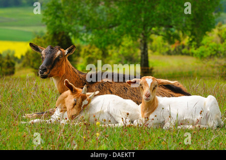 La chèvre domestique (Capra hircus, Capra aegagrus f. hircus), doe couchée dans un pré avec deux goatling, Allemagne Banque D'Images