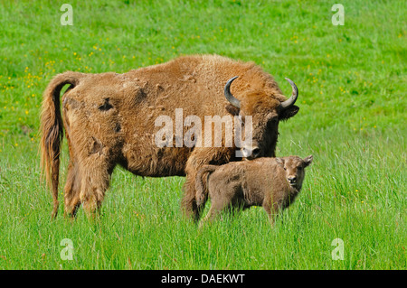 Bison d'Europe, Bison (Bison bonasus), bison des plaines vache et son veau, Allemagne Banque D'Images