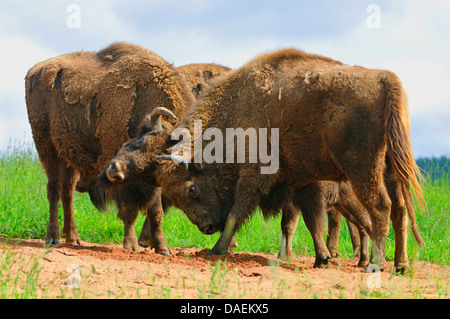 Bison d'Europe, Bison (Bison bonasus), les taureaux de combat, Allemagne Banque D'Images