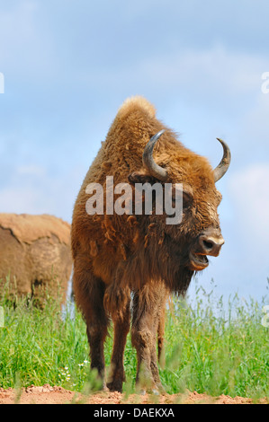 Bison d'Europe, Bison (Bison bonasus), vache dans un pré, Allemagne Banque D'Images