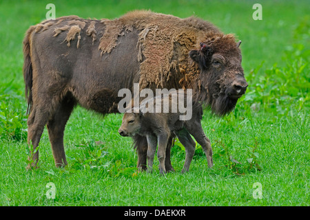 Bison d'Europe, Bison (Bison bonasus), bison des plaines vache et son veau, Allemagne Banque D'Images