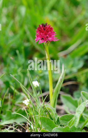 Orchidée vanille noire (Nigritella nigra), la floraison, Italie Banque D'Images