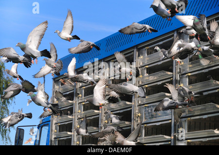 Pigeon domestique (Columba livia domestica). f, départ en masse des pigeons voyageurs, Allemagne Banque D'Images