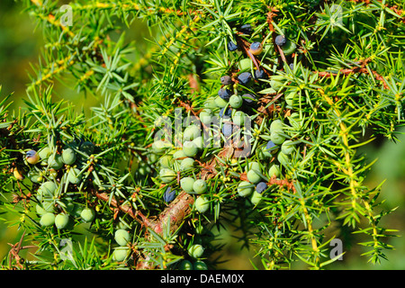 Genévrier commun, Juniperus communis (Genévrier), les petits fruits sur une branche, Allemagne Banque D'Images