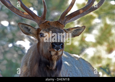 Close-up of a Wild Bull Elk Banque D'Images