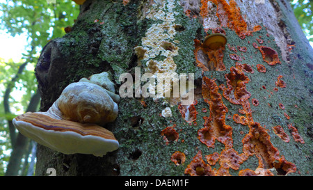 Hoof champignon, l'amadou (Fomes fomentarius) du support, à un vieux hêtre, avec des traces de préséance pic noir, Allemagne Banque D'Images