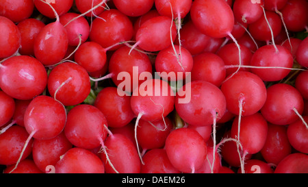 Jardin radis (Raphanus sativus), sur l'affichage à un greengrocery Banque D'Images