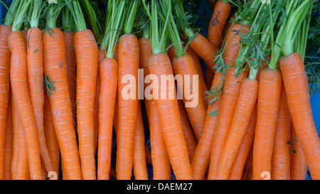 Carotte (Daucus carota subsp. sativus, Daucus carota var. sativus), sur l'affichage à un greengrocery Banque D'Images