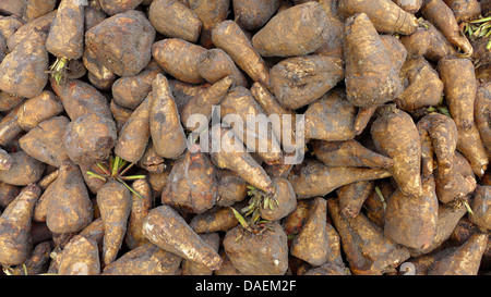 La betterave à sucre (Beta vulgaris var. altissima), tas de betteraves fraîchement récolté Banque D'Images
