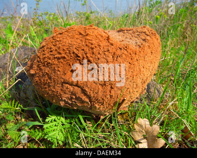 Vesse-de-géant (Langermannia gigantea), dans un pré, en Allemagne, en Rhénanie du Nord-Westphalie, Bas-Rhin Banque D'Images