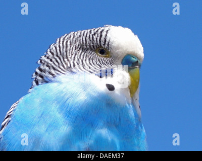 Perruche ondulée, perruche, perruche (Melopsittacus undulatus), portrait d'un homme Banque D'Images