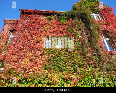 Le lierre de Boston, le japonais du Parthenocissus tricuspidata (réducteur), façade greenings dans couleurs d'automne, Allemagne Banque D'Images