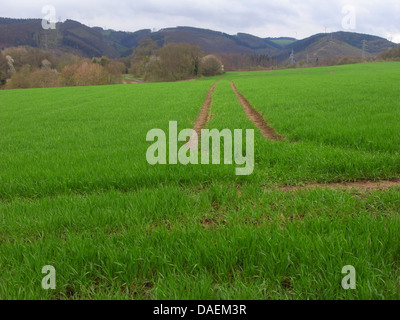 Champ de céréales d'hiver au printemps, l'Allemagne, en Rhénanie du Nord-Westphalie, Rhénanie-Palatinat Banque D'Images