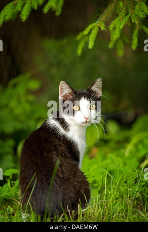 Chat domestique, le chat domestique (Felis silvestris catus). f, chat noir et blanc à l'extérieur, regardant autour, Allemagne Banque D'Images